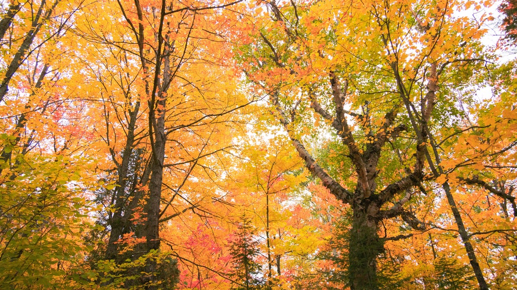 Summerlike weekend on tap in Twin Cities; fall returns early next week — WCCO / CBS Minnesota, Shoreview Community news