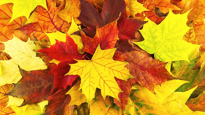 Cooler, quieter fall weather returns Tuesday in the Twin Cities — WCCO / CBS Minnesota, Shoreview Community news