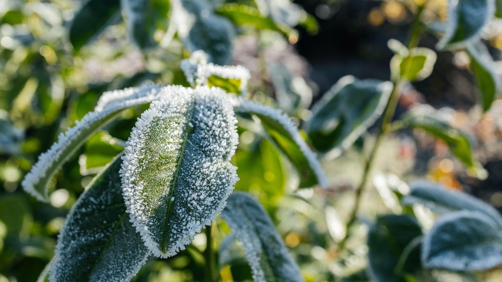 The first frost of the season is expected Saturday. Here's how to prepare your garden — WCCO / CBS Minnesota, Shoreview Sports news