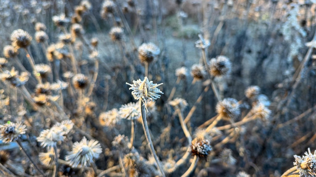 Breezy winds bring cool air to Minnesota, with first frost possible in the metro Friday night — WCCO / CBS Minnesota, Shoreview Sports news