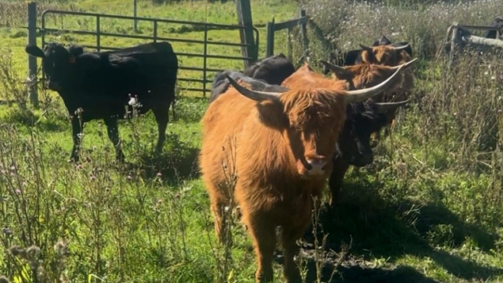 Minnesota farmer calls for thief to return nearly a dozen cows: "You're going to go to jail" — WCCO / CBS Minnesota, Shoreview Community news