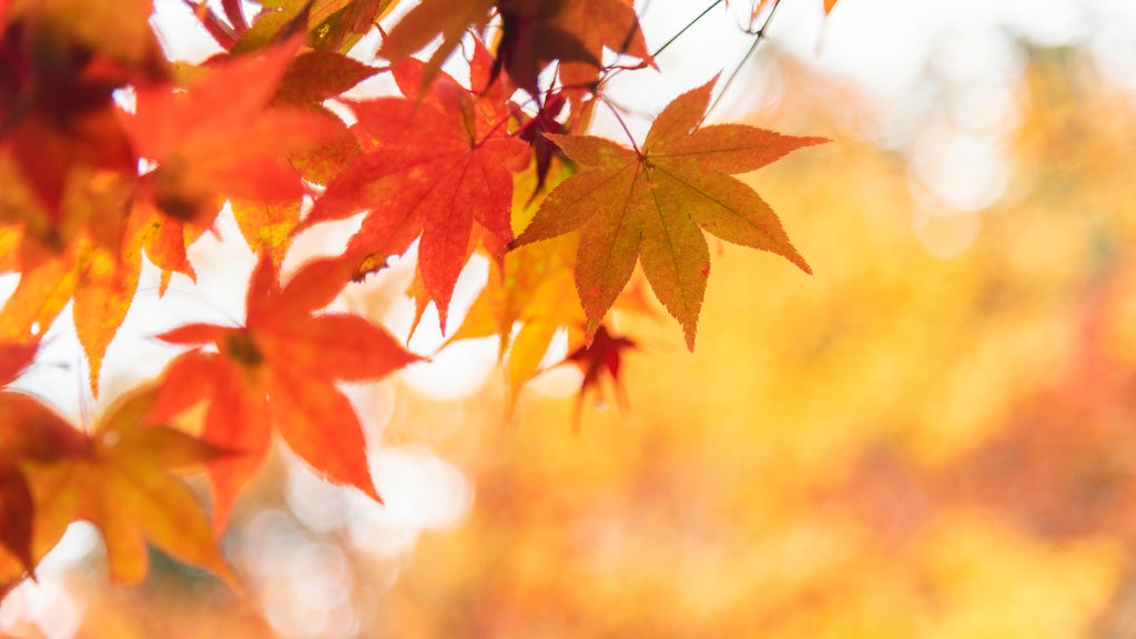 More sunny, mild late October weather in Minnesota Tuesday — WCCO / CBS Minnesota, Shoreview Business news