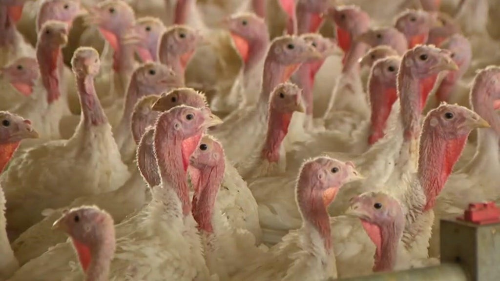 Bird flu confirmed in Barron County, Wisconsin, commercial poultry flock — WCCO / CBS Minnesota, Shoreview Real Estate news