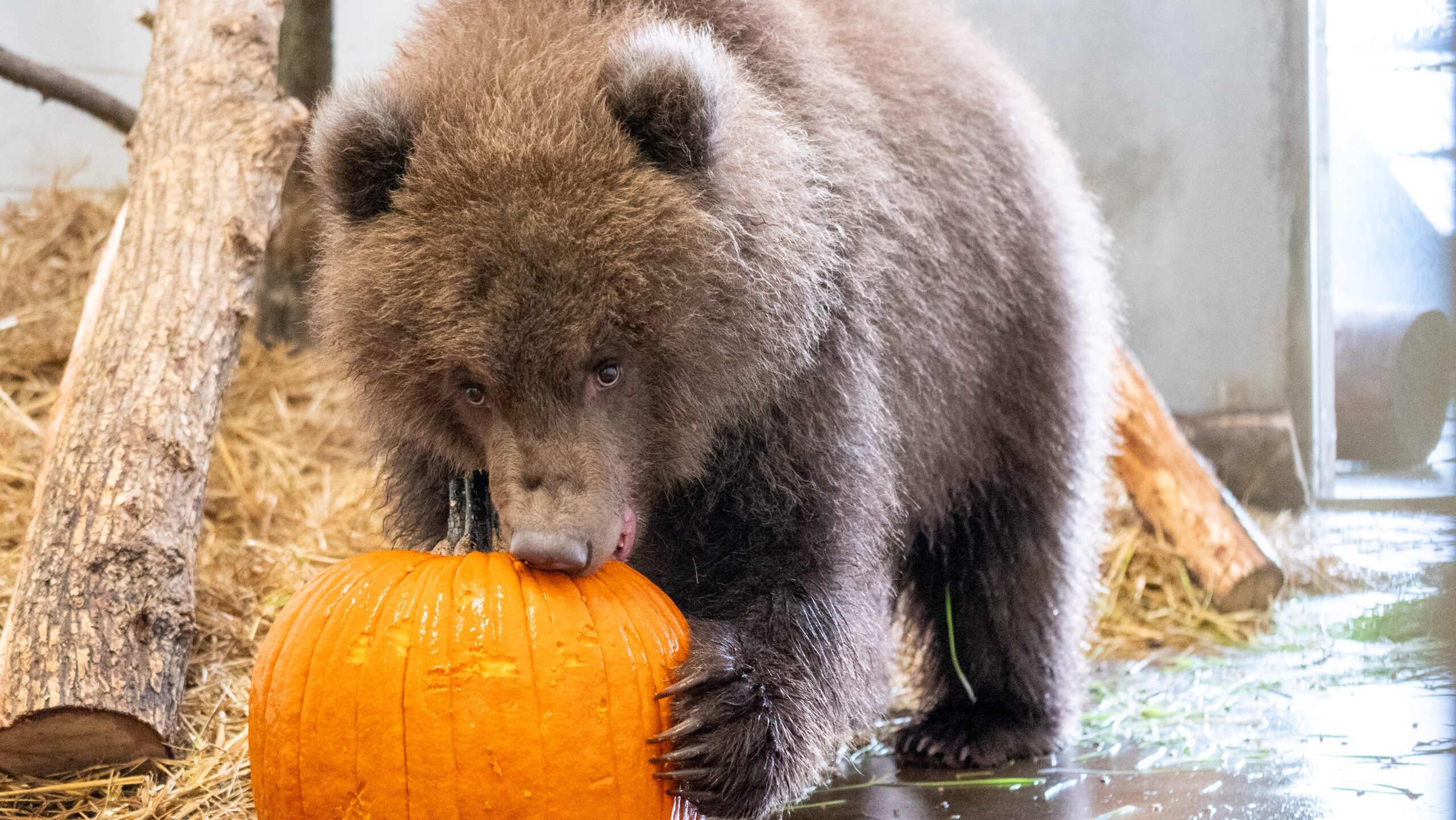Minnesota Zoo welcomes 3 orphaned brown bear cubs rescued from Alaska — Shoreview Health news