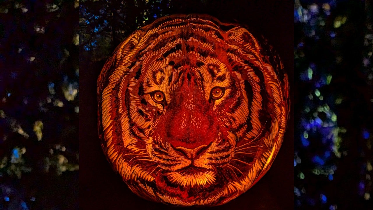 Behind the scenes of pumpkin carving at the Minnesota Zoo — KSTP 5, Shoreview Arts news