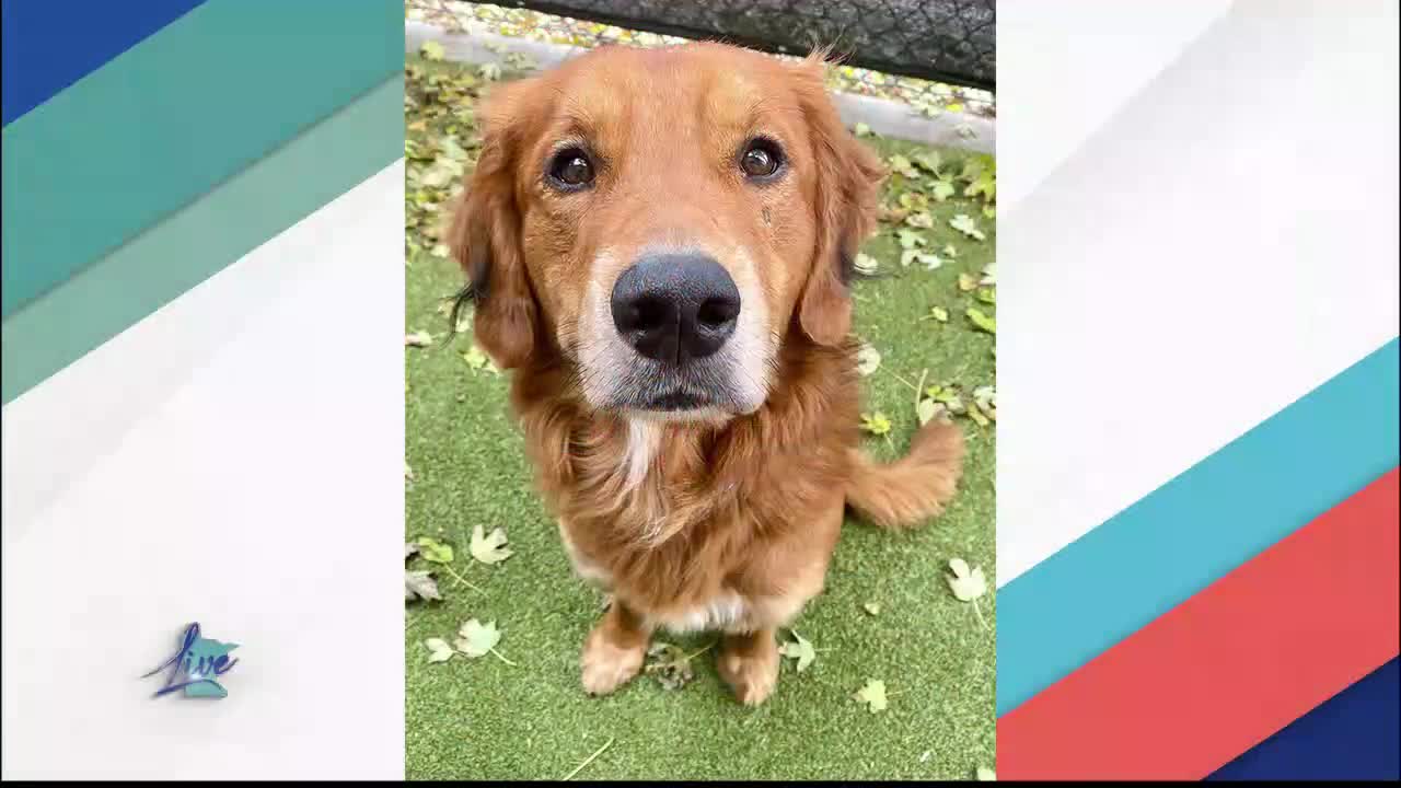 Adopt a Dog Month: Golden Retrievers — KSTP 5, Shoreview Community news