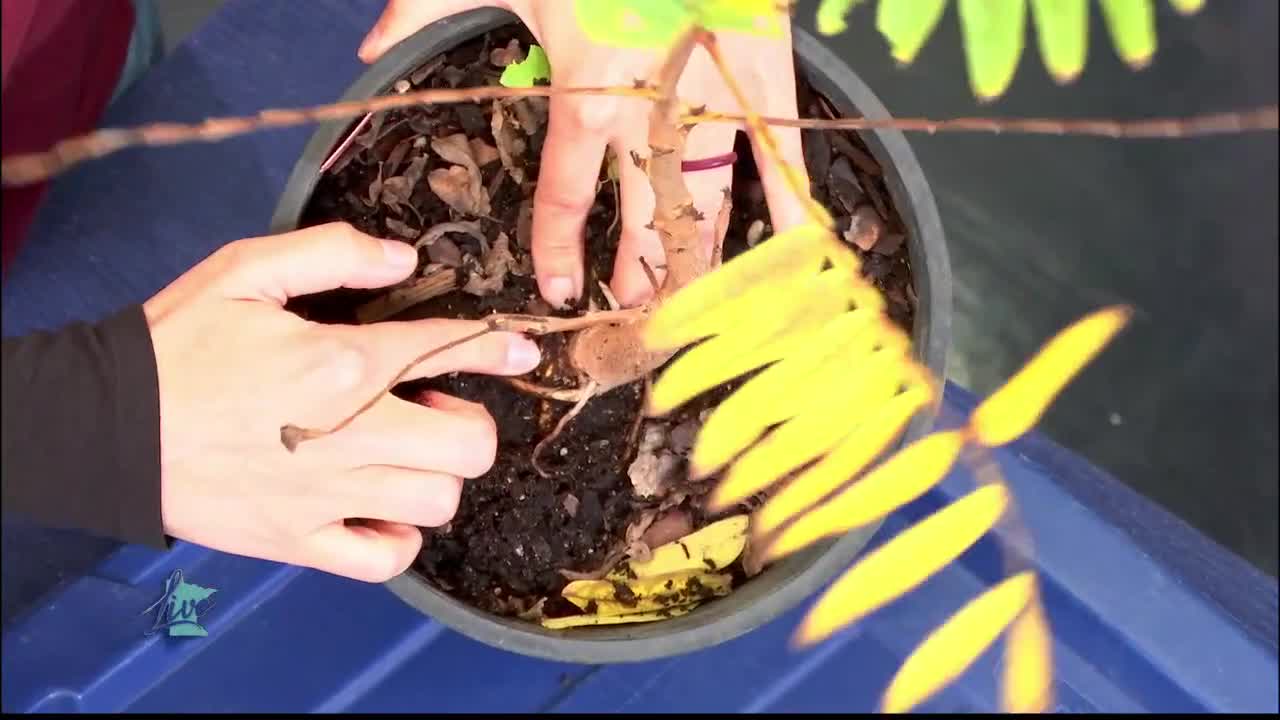 Tips for Planting Trees — KSTP 5, Shoreview Community news