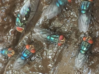 Odor complaints target Mexico’s screwworm fly facility — KFGO, Shoreview Schools news