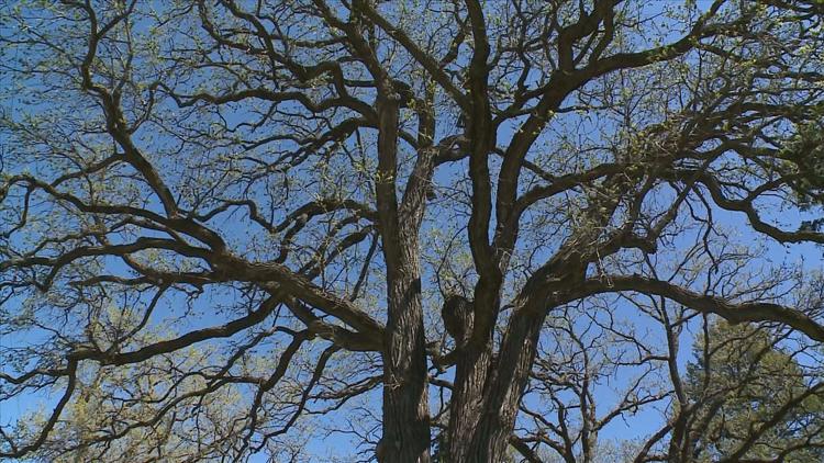 How to keep your oak trees healthy — KARE 11 Local, Shoreview Health news