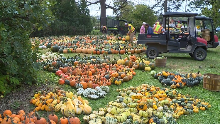 Pumpkin 101: Best to cook, carve & display — KARE 11 Local, Shoreview Community news