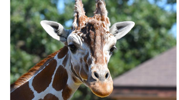 Como Zoo mourns loss of beloved giraffe, 'Skeeter' — Shoreview Community news