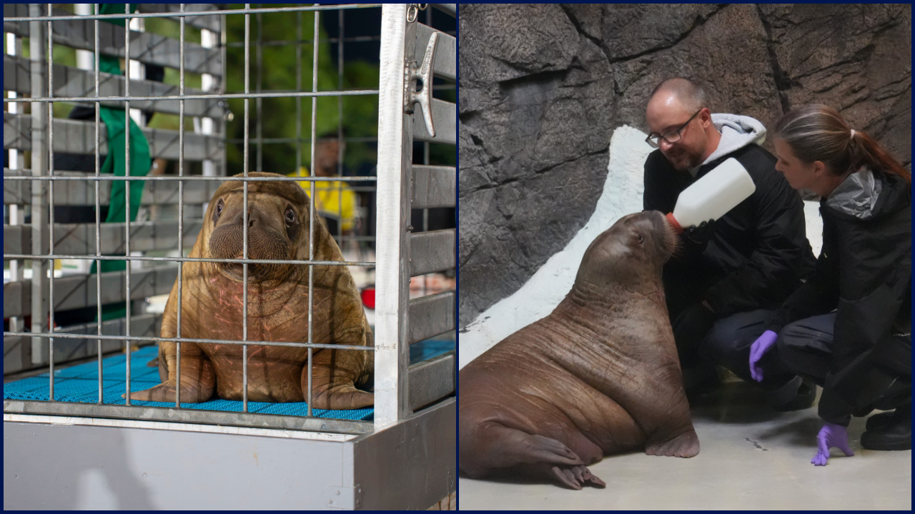 Orphaned baby walrus in Alaska flown 4,800 miles to new home in Florida — FOX 9, Shoreview Community news