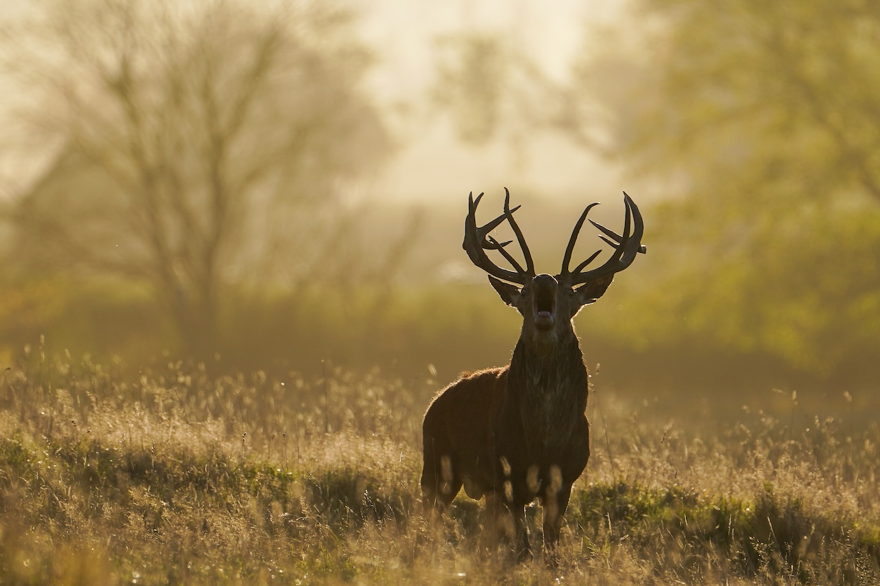 Deer-related crashes spike in the fall. Here's why. — FOX 9, Shoreview Sports news