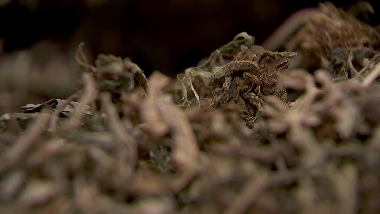 Hemp THC deadline hits $200 million industry, leads to layoffs, but liquor stores may maintain — FOX 9, Shoreview Business news