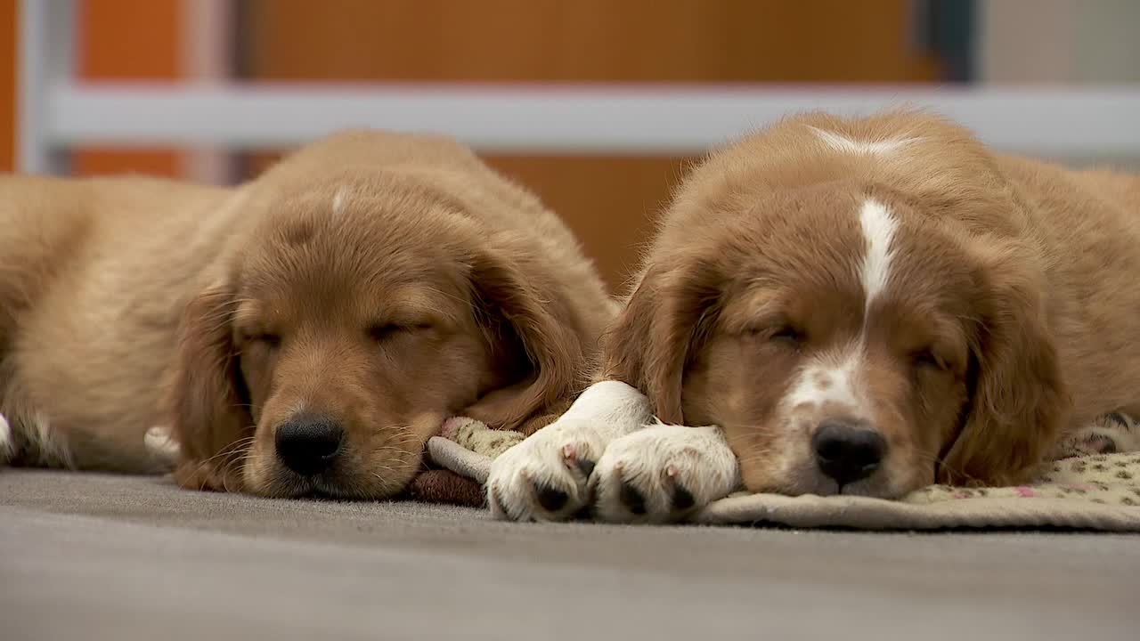 36 dogs rescued from unlicensed breeder in Cass County — Shoreview Community news