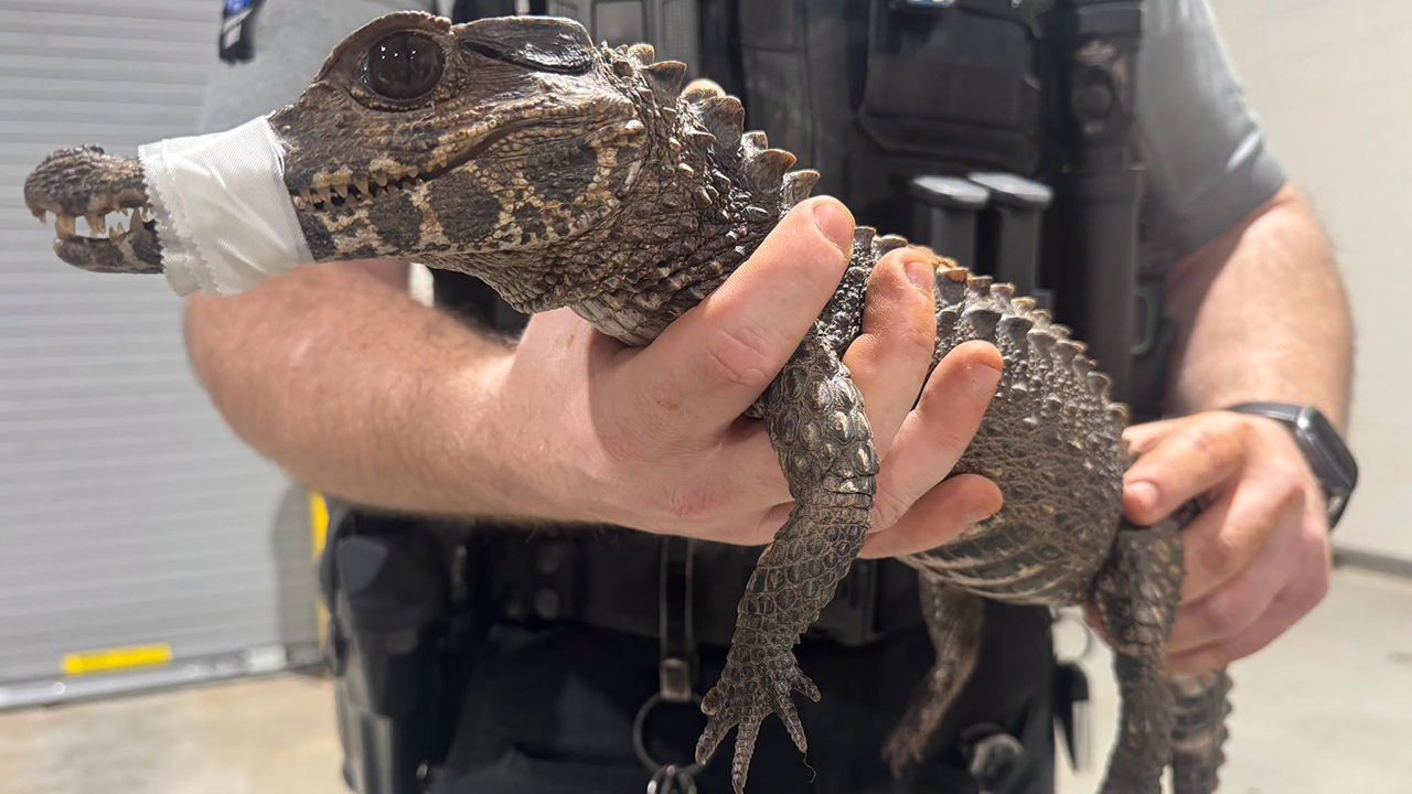 Watch: Deputies in Oklahoma capture escaped caiman after months on the loose — FOX 9, Shoreview Community news