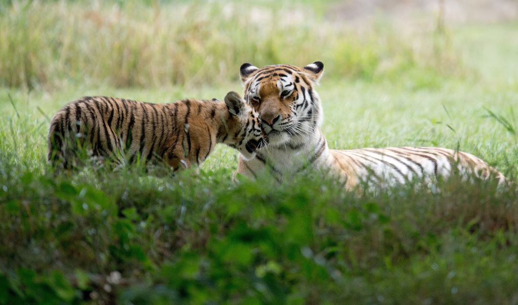 Man dies after entering tiger enclosure at wildlife park — FOX 9